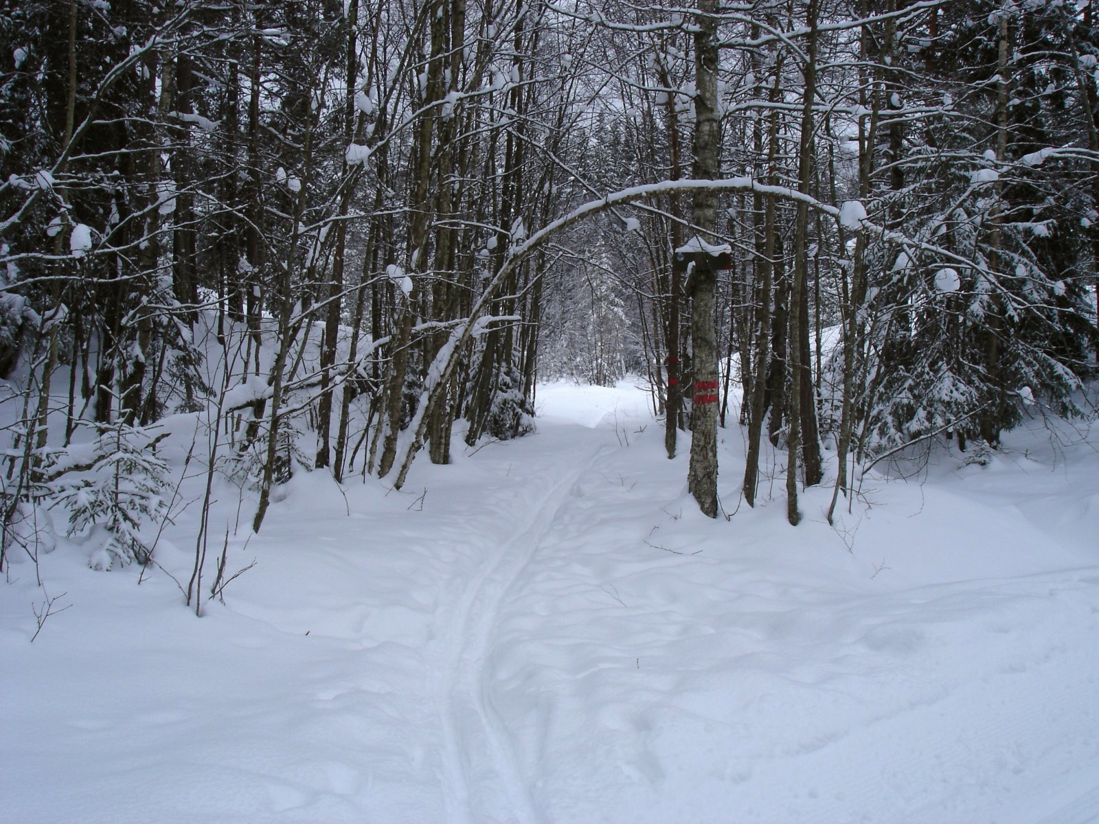 Løype innover mot Grønlihytta