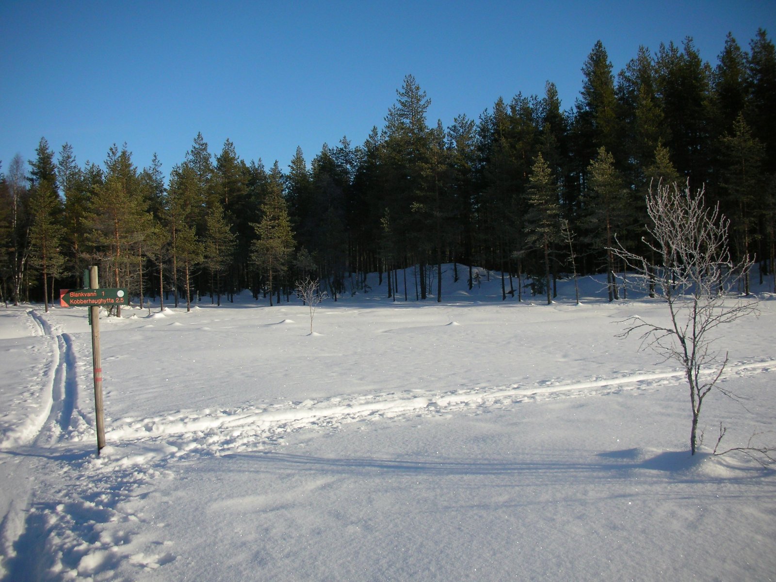 Løypekryss i myra rundt Vestre Aurtjern