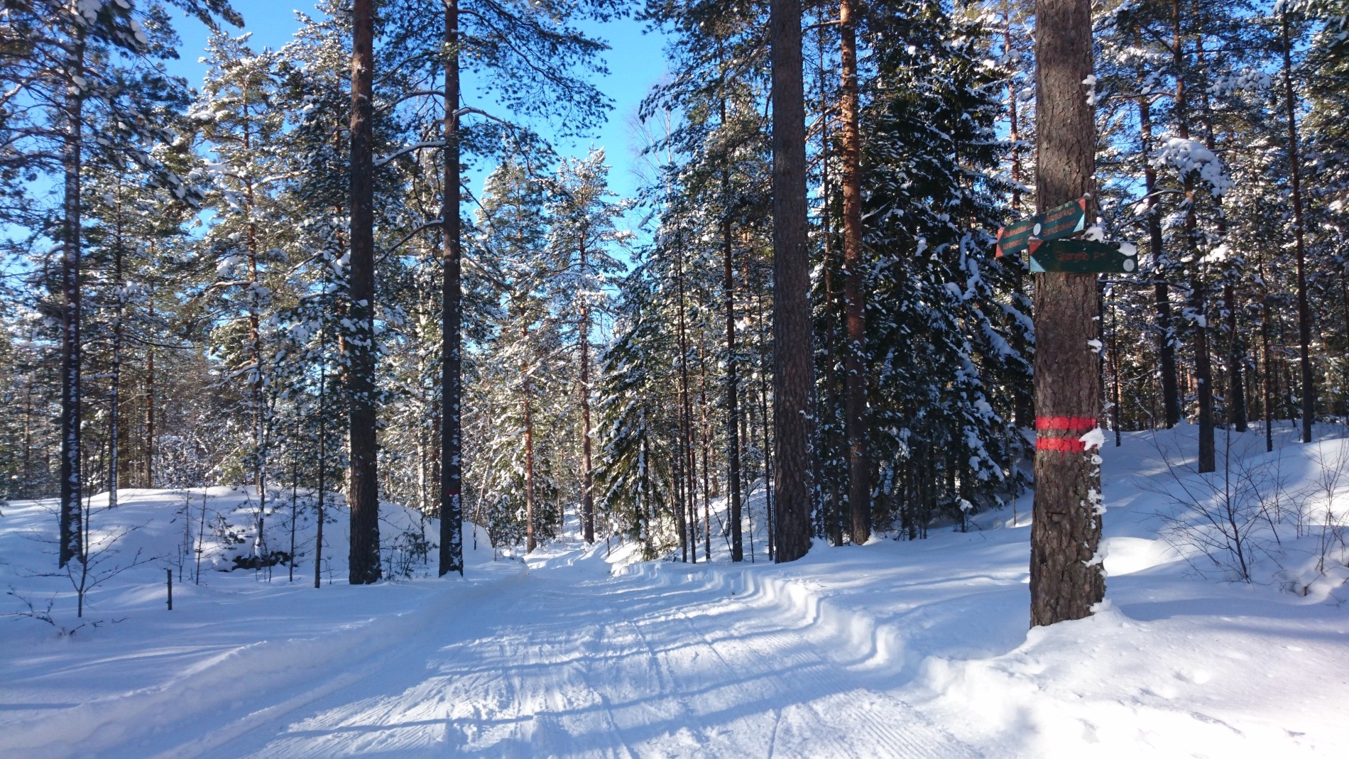 Løypekryss mellom Skullerud, Grønmo og Olavsmyr