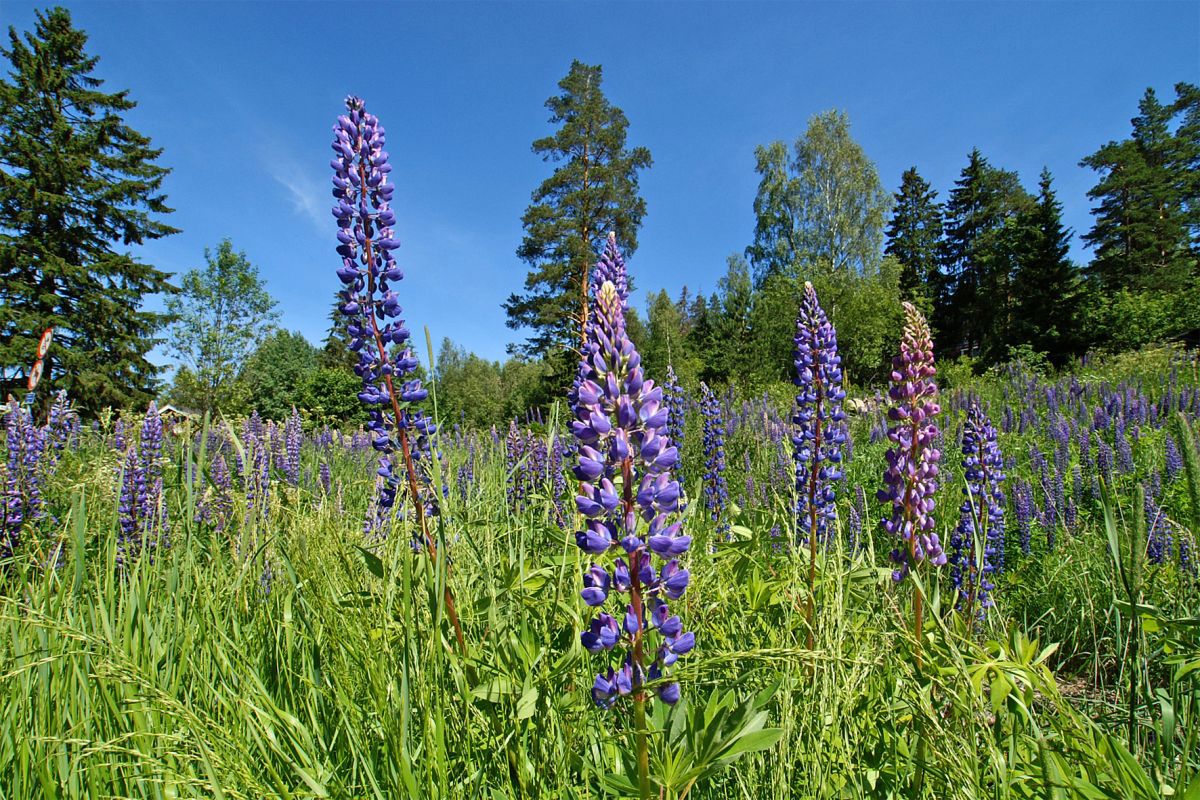 Lupinene strekker seg ved Ringnes