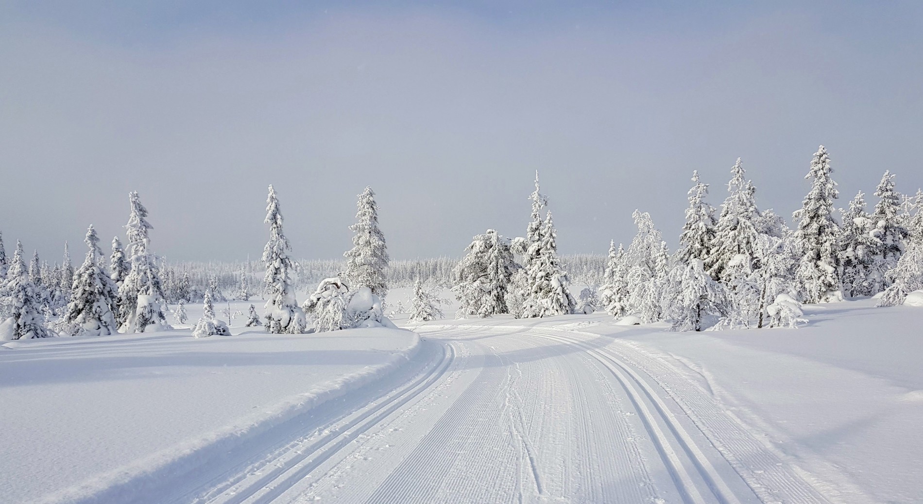 Lustjernsmyrene i full vinterskrud