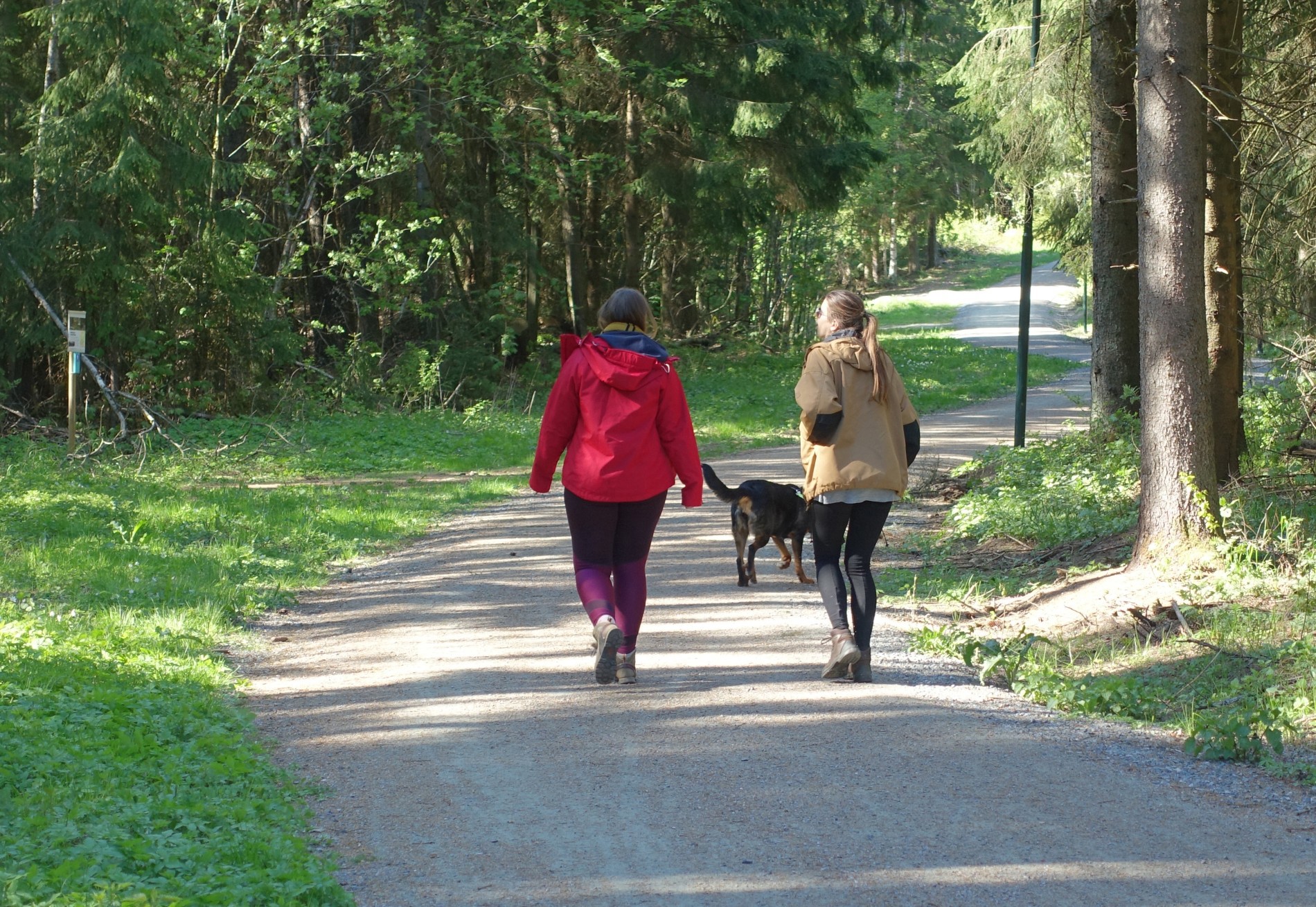 Lys og skygge i Askjumskogen