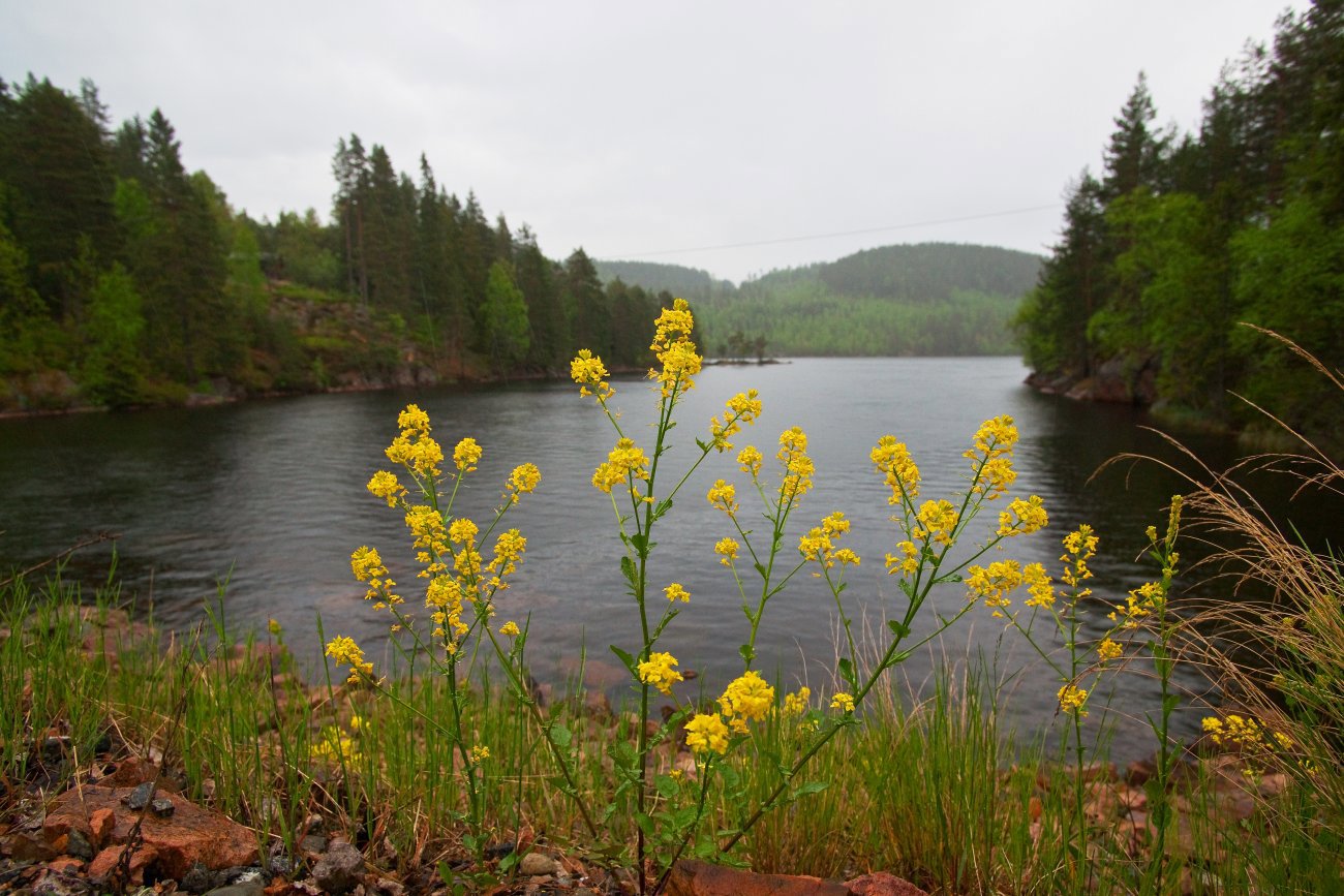 Lyse blomster ved Mørkvannet