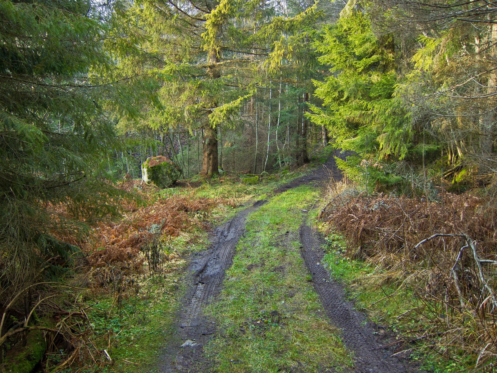 Lysglimt på en novemberdag