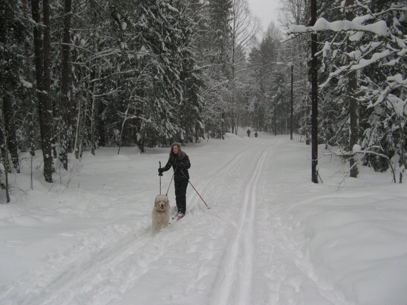 Lysløypa i Grønliåsen