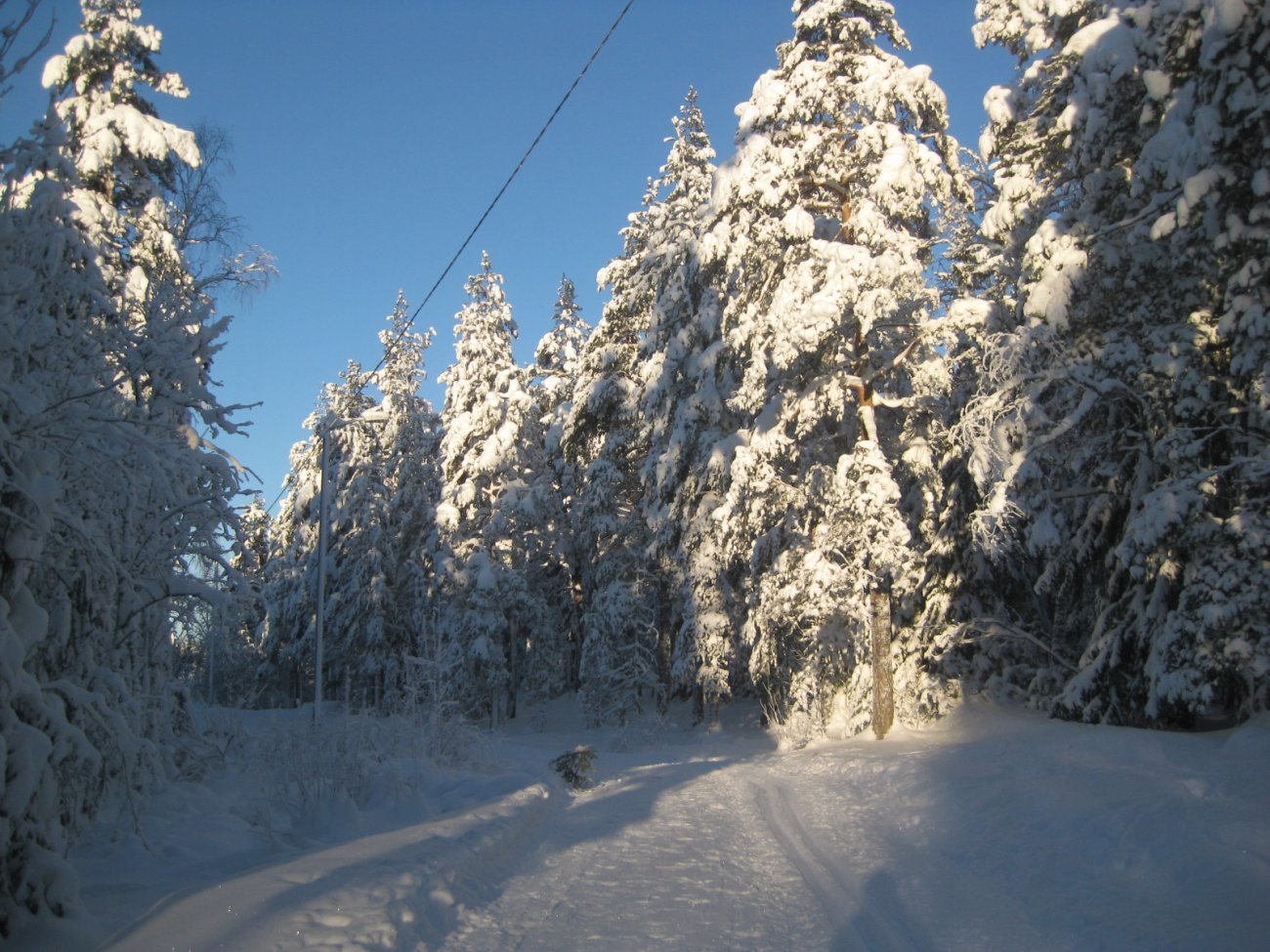 Lysløypa i Grønliåsen