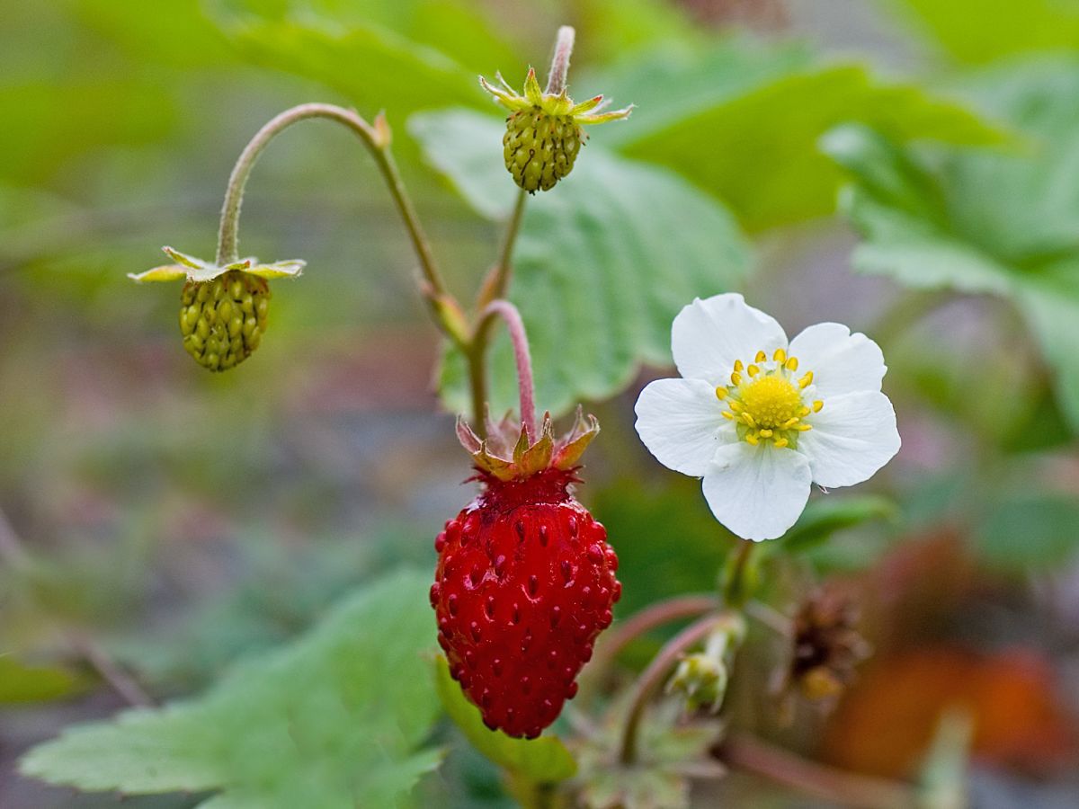 Markjordbær i tre faser av livet