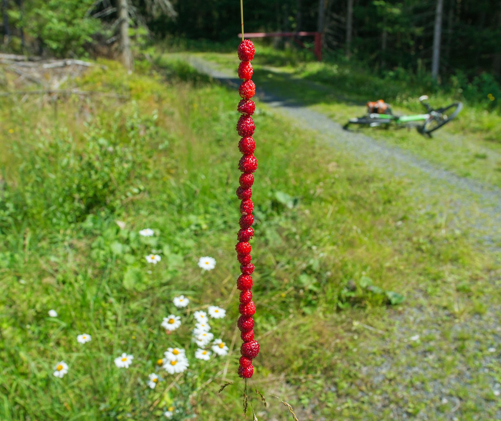 Markjordbær ved Jonsrudkampen