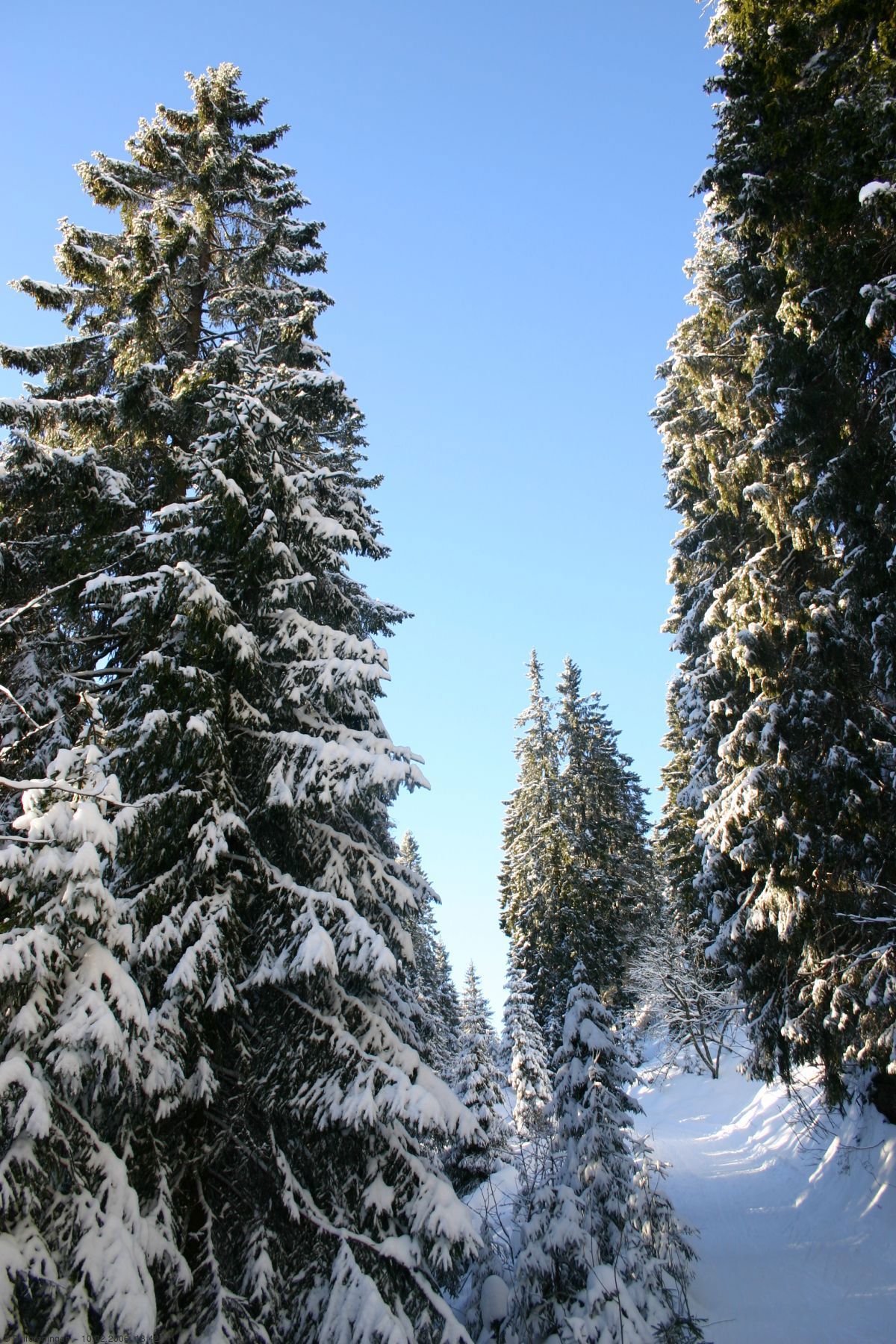 Mektige graner under Skjennungsåsen