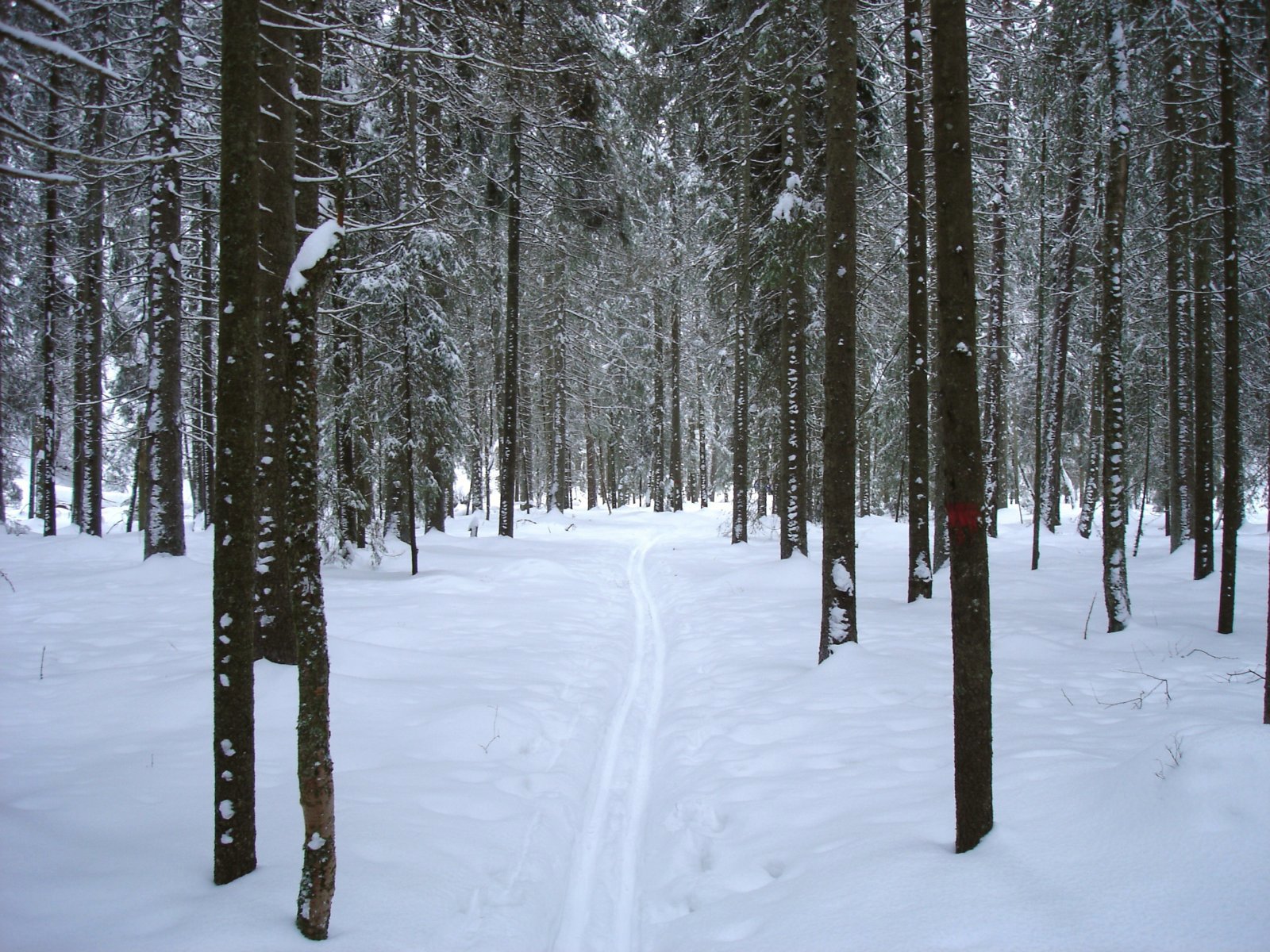 Mellom Nordre og Søndre Puttjern