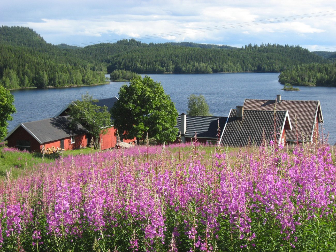 Midtsommer på Heggeliseter