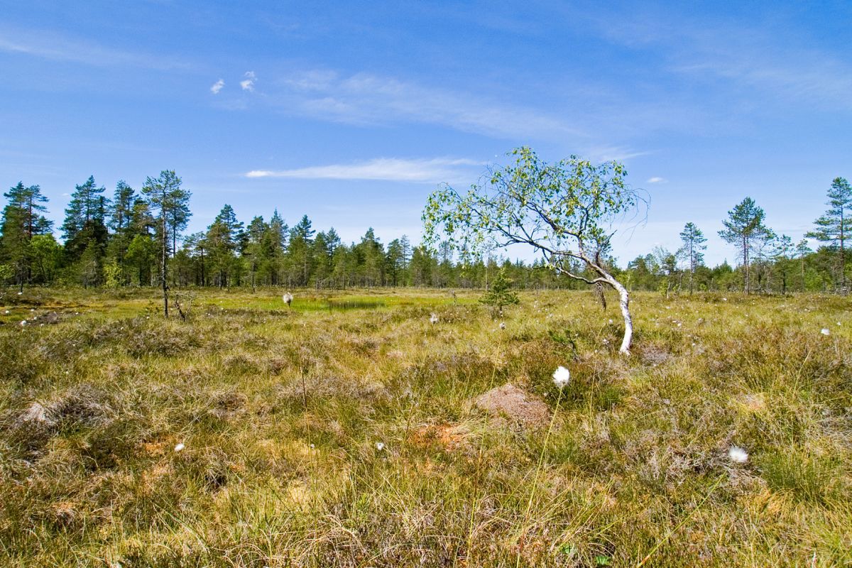 Midtsommer på Jordmyrane