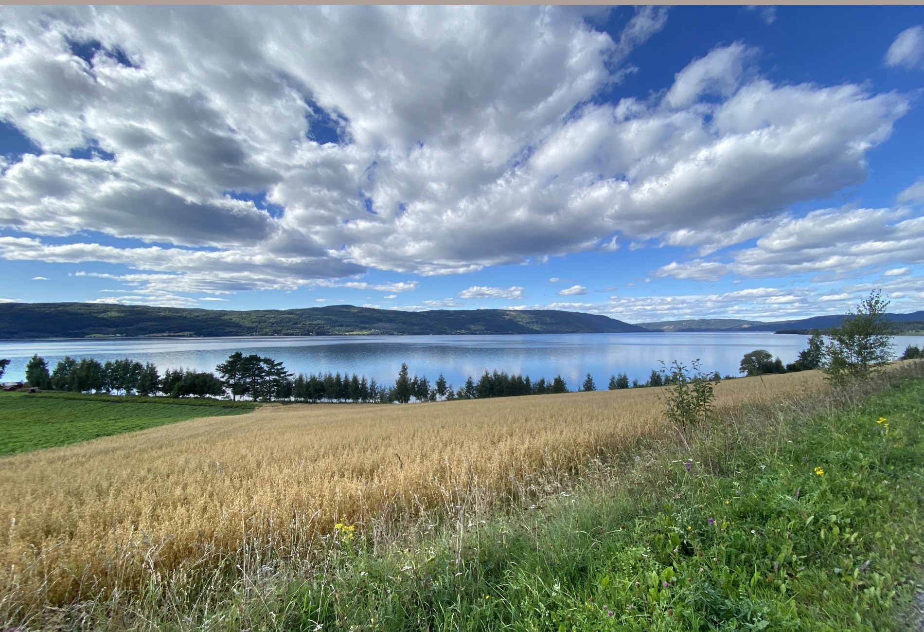 Modent korn på Askimlandet