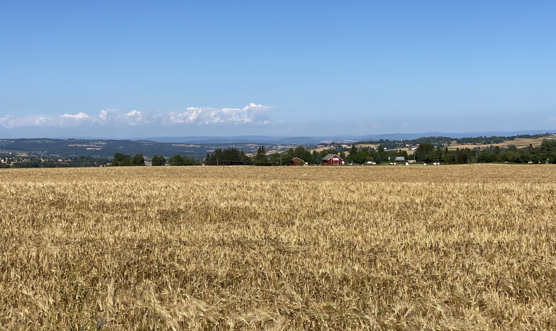 Modent korn på Toten