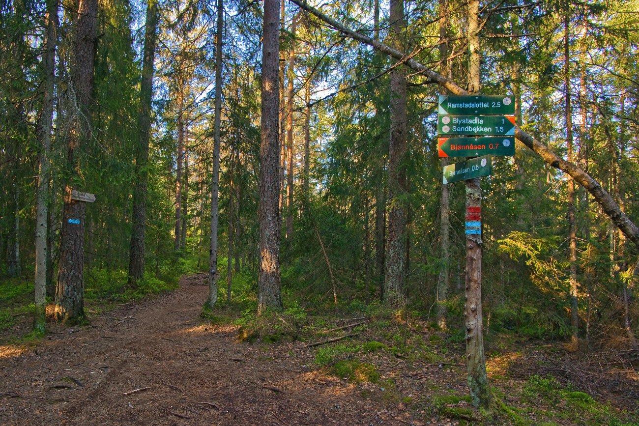 Morgenstemning ved Bjønnåsen