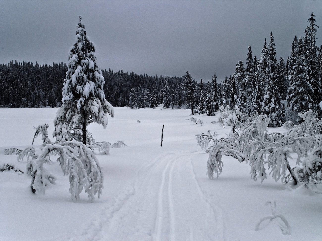 Mot Langvatn i stille scooterspor