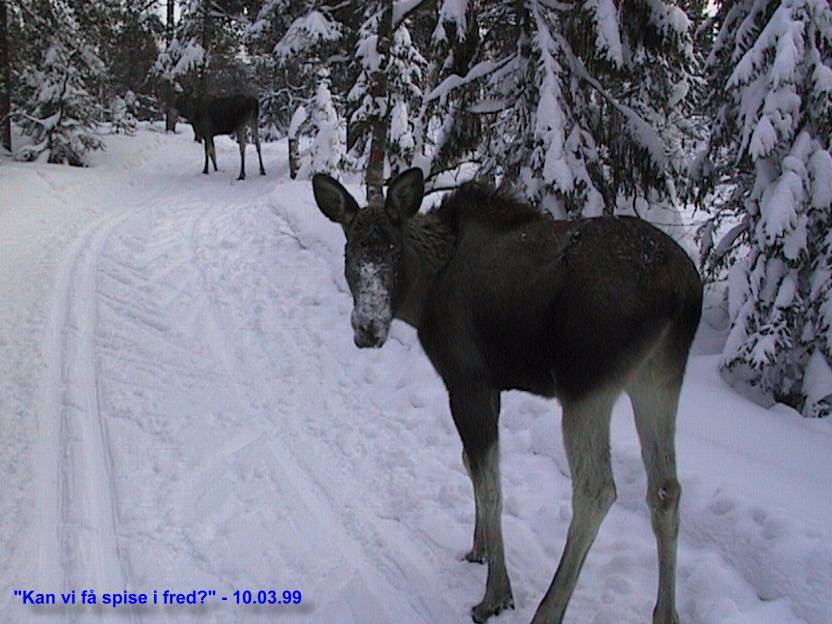 Møte med elg i Skomakerløypa - 1 av 5
