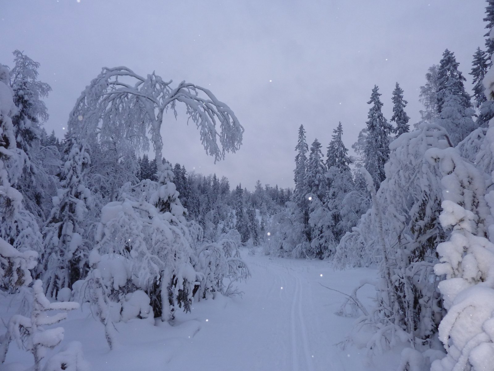 Musehogget med snøfnugg i lufta