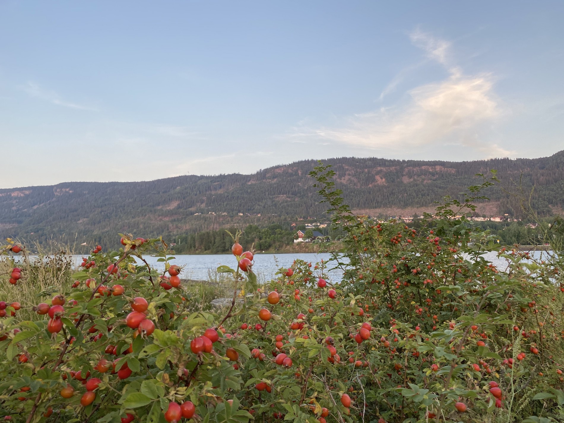 Mye nyper på Slettøya