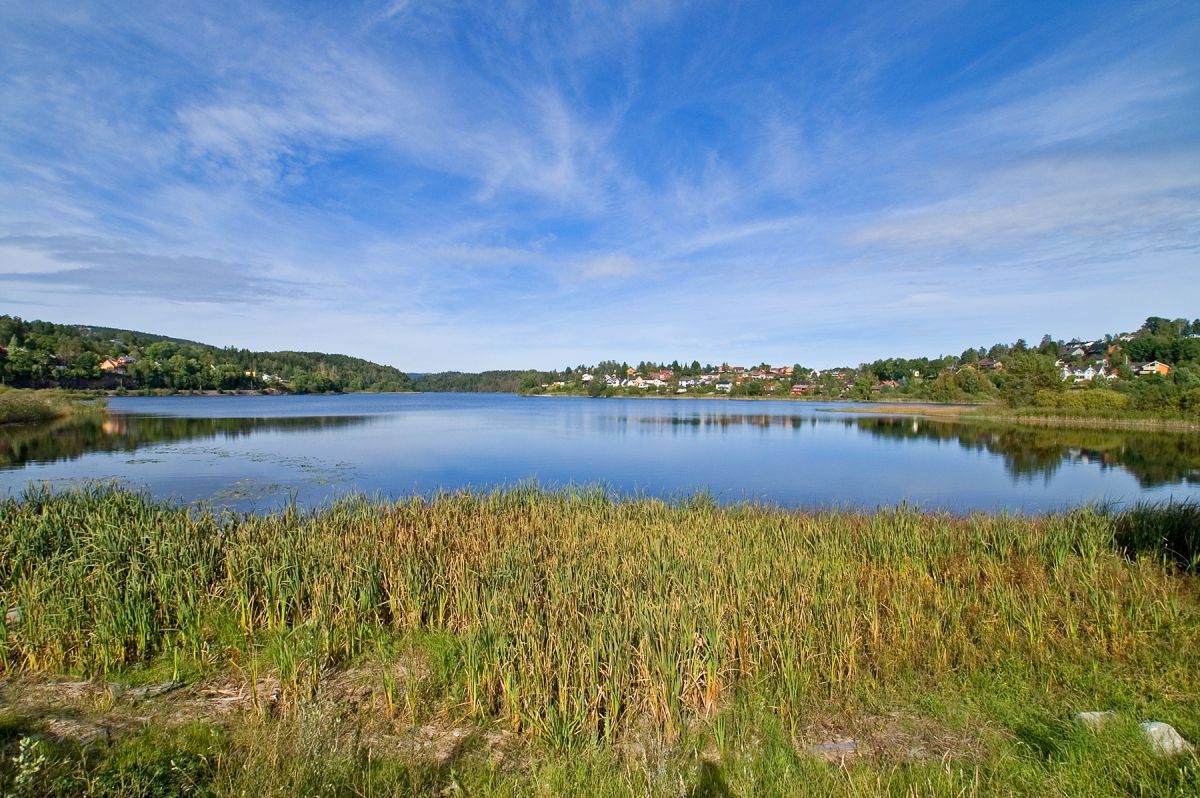 Mye siv ved Gjellumvannets bredder