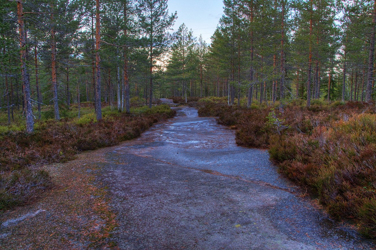 Naturlig autostrada i Kjekstadmarka