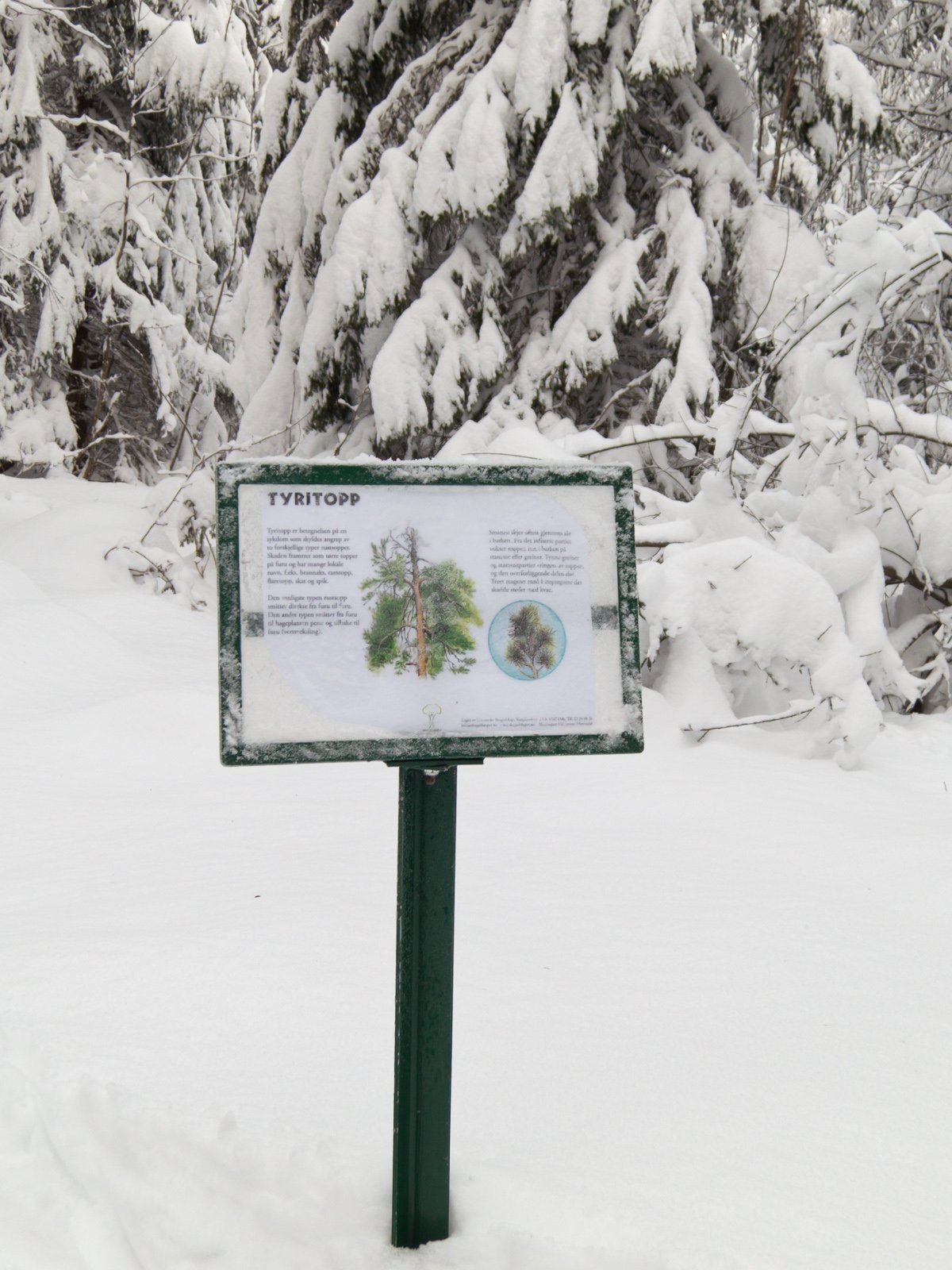 Natursti mot Furuholmen