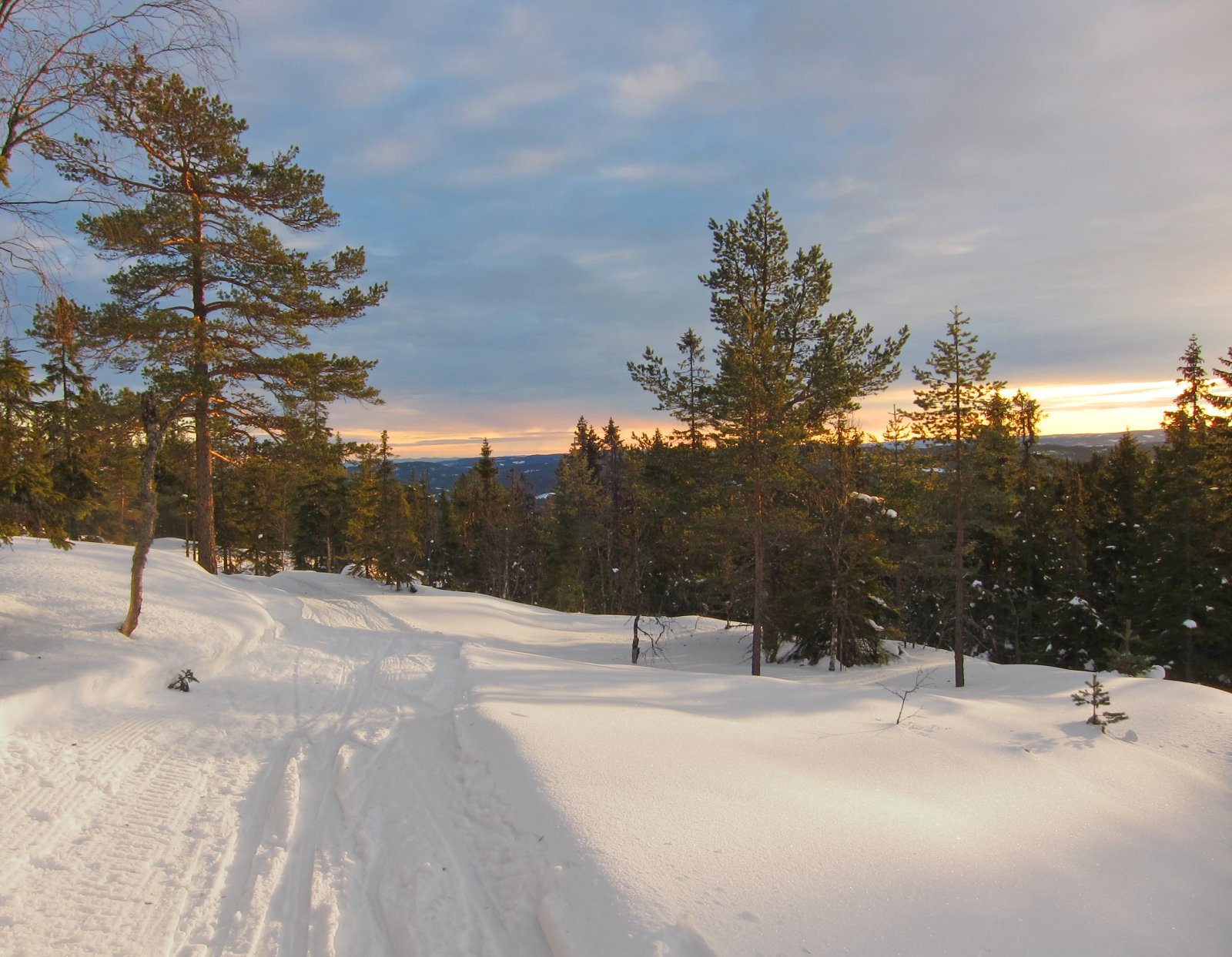 Ned gjennom furuskogen
