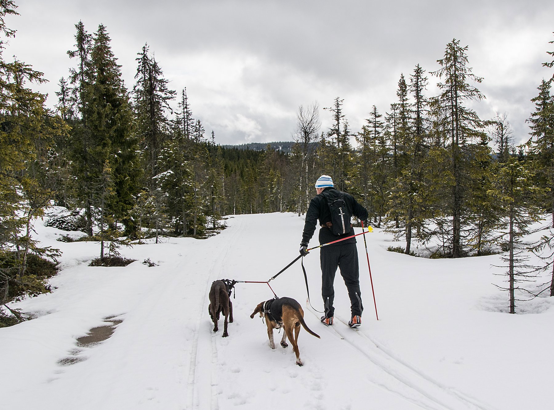 Nedover mot Svartungsvegen