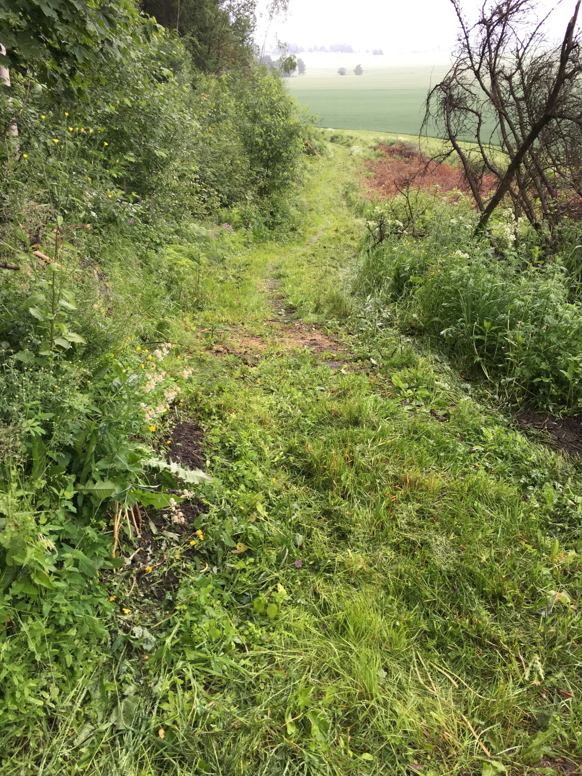 Nyklippet i Kongoløypa