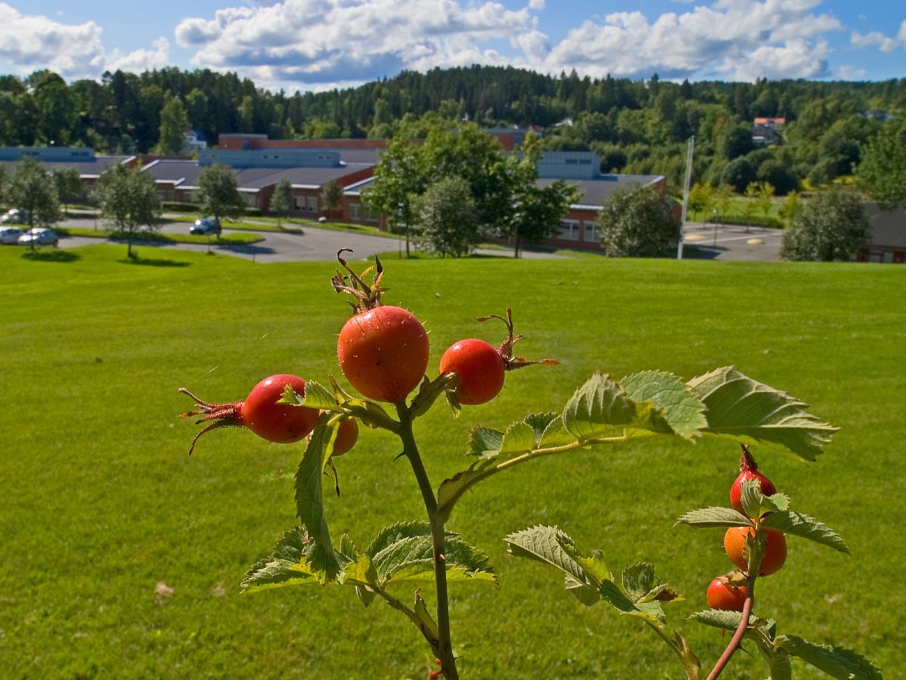 Nyper ved Arnestad skole