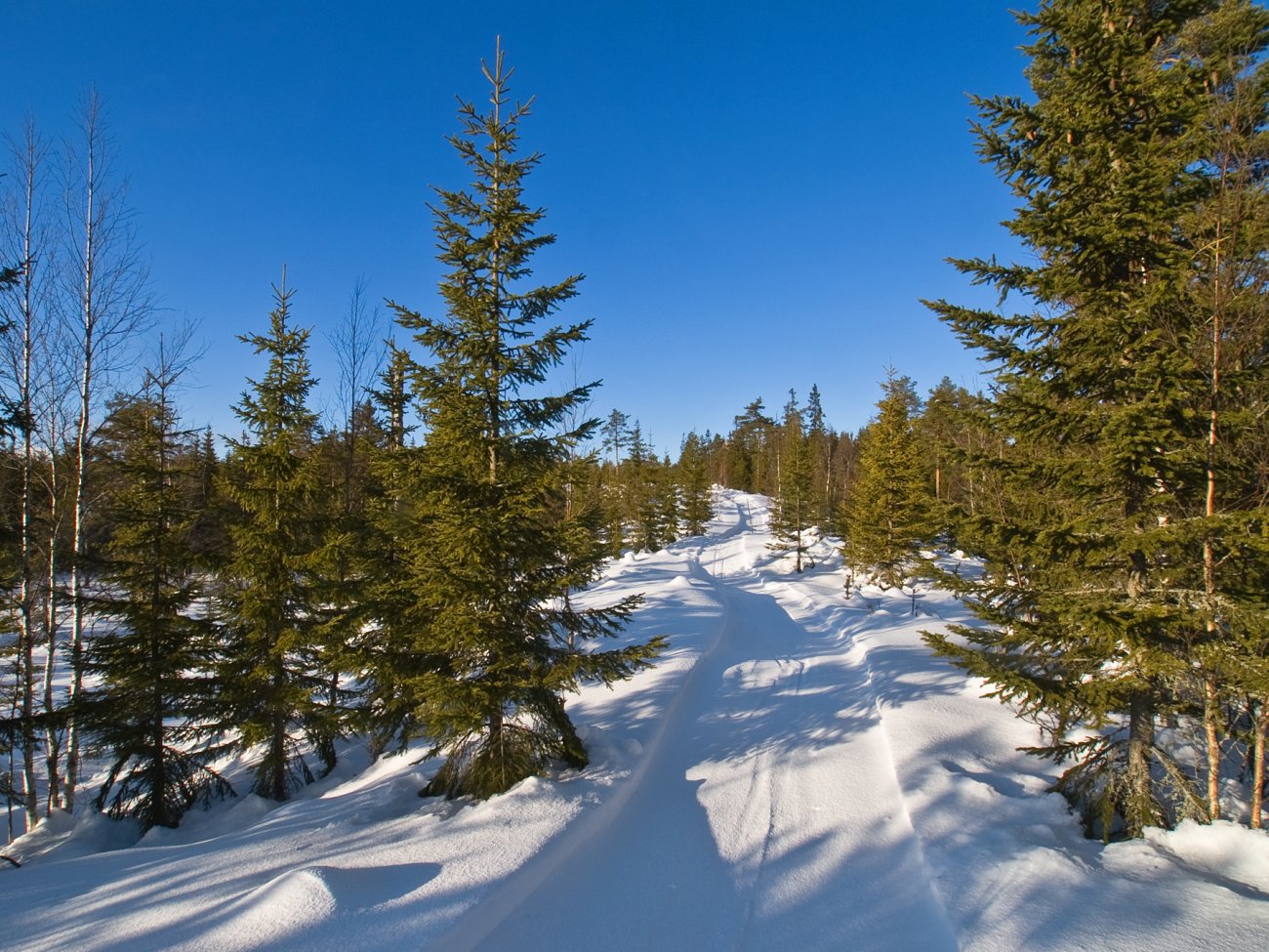 Nysne i scootersporet