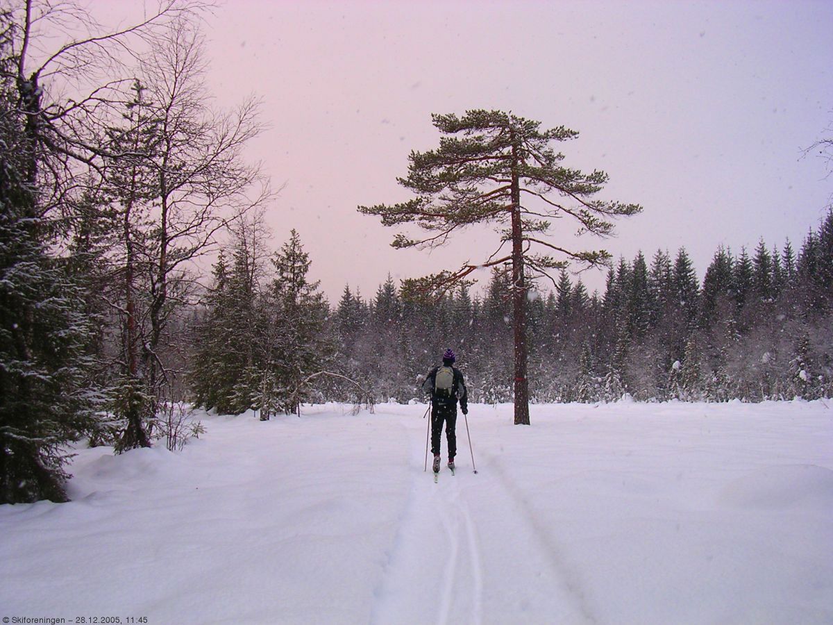 Nysnø i scooterløypa ved Svarten
