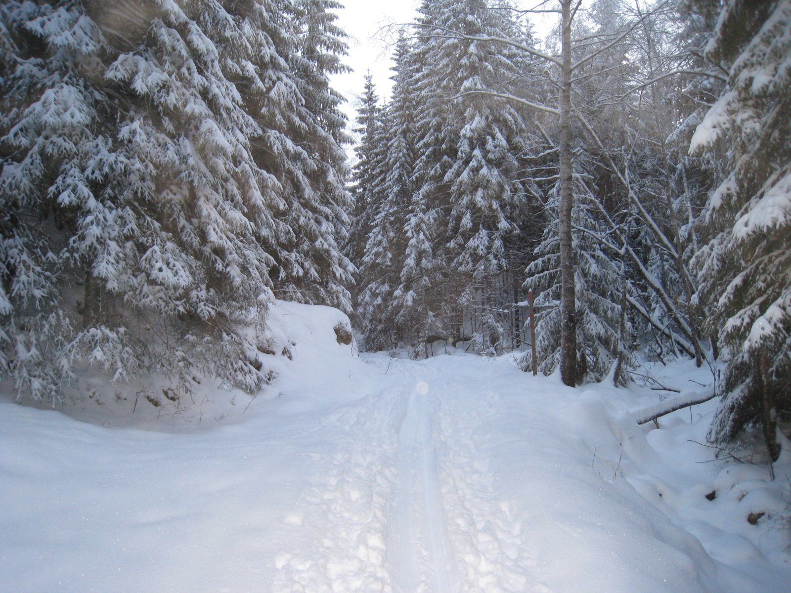 Nyter upreppede spor i Østmarka