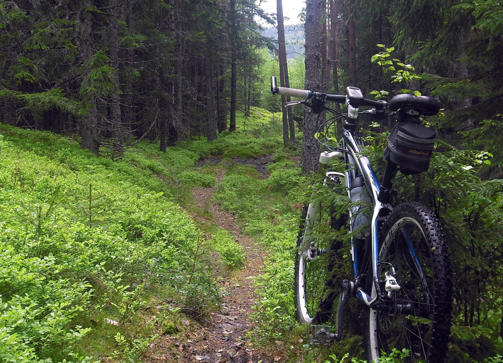 Off-road mellom Ringkollen og Damtjern