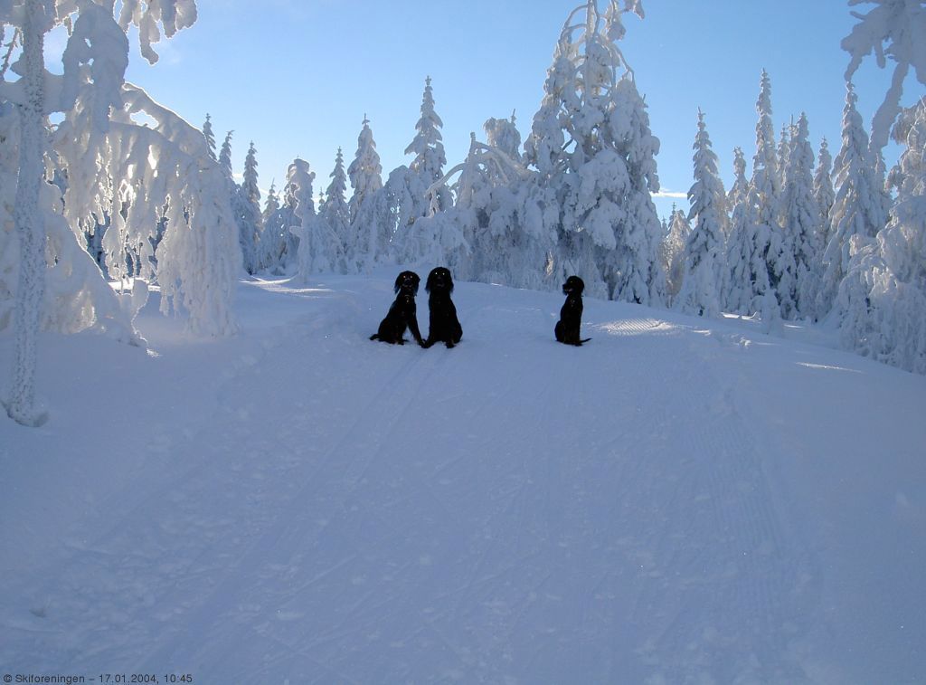 Også tobente fryder seg i slikt vær og føre