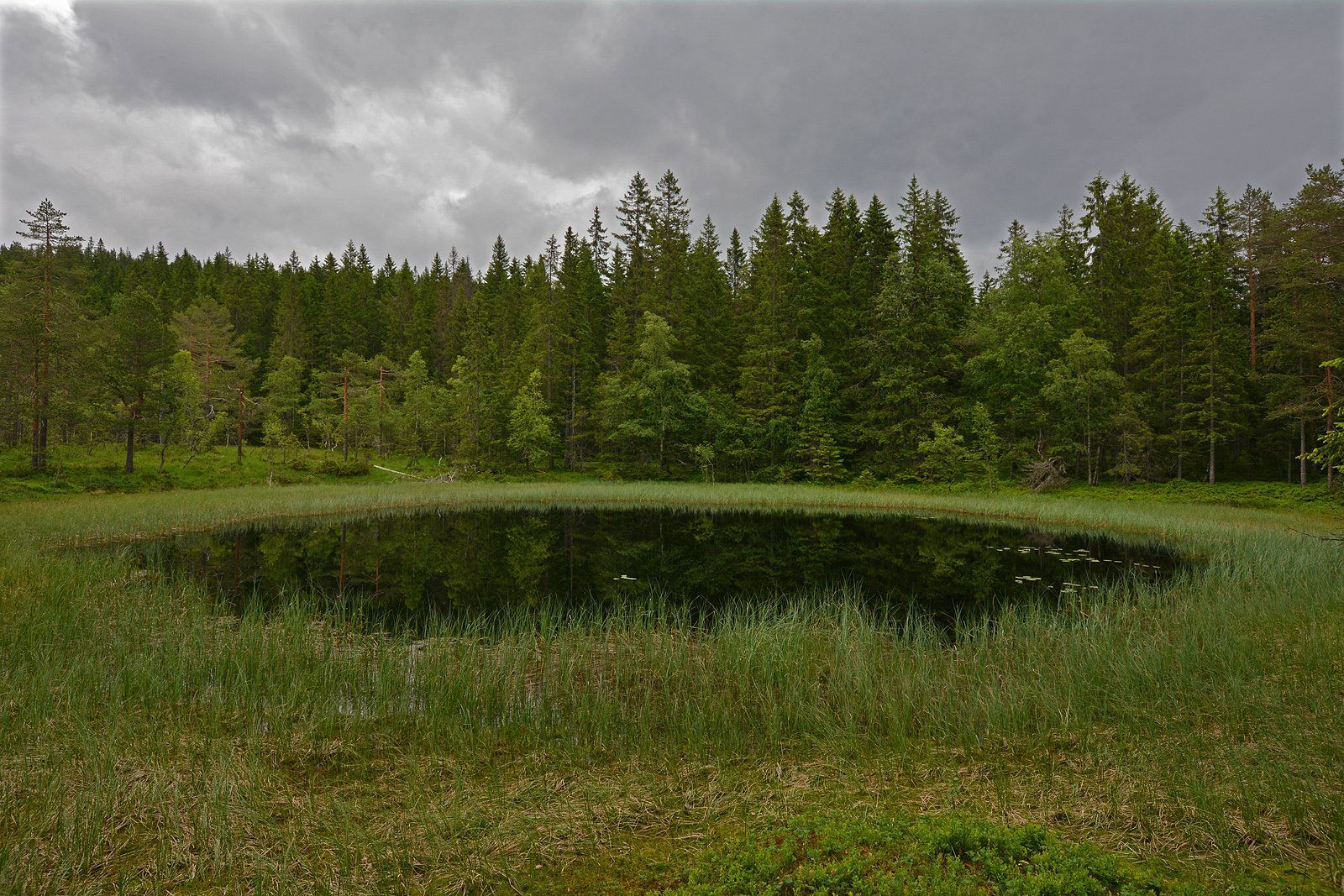 Okseløken i Søndagsbrenna
