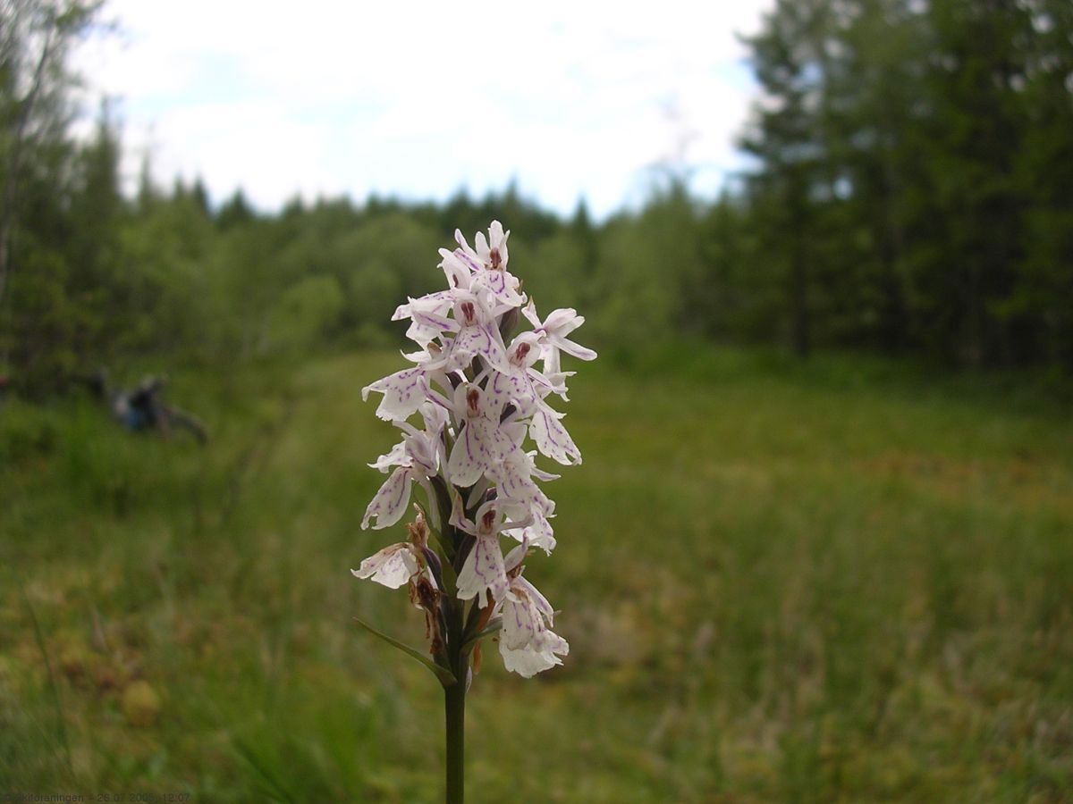 Orkidé på Krokskogen