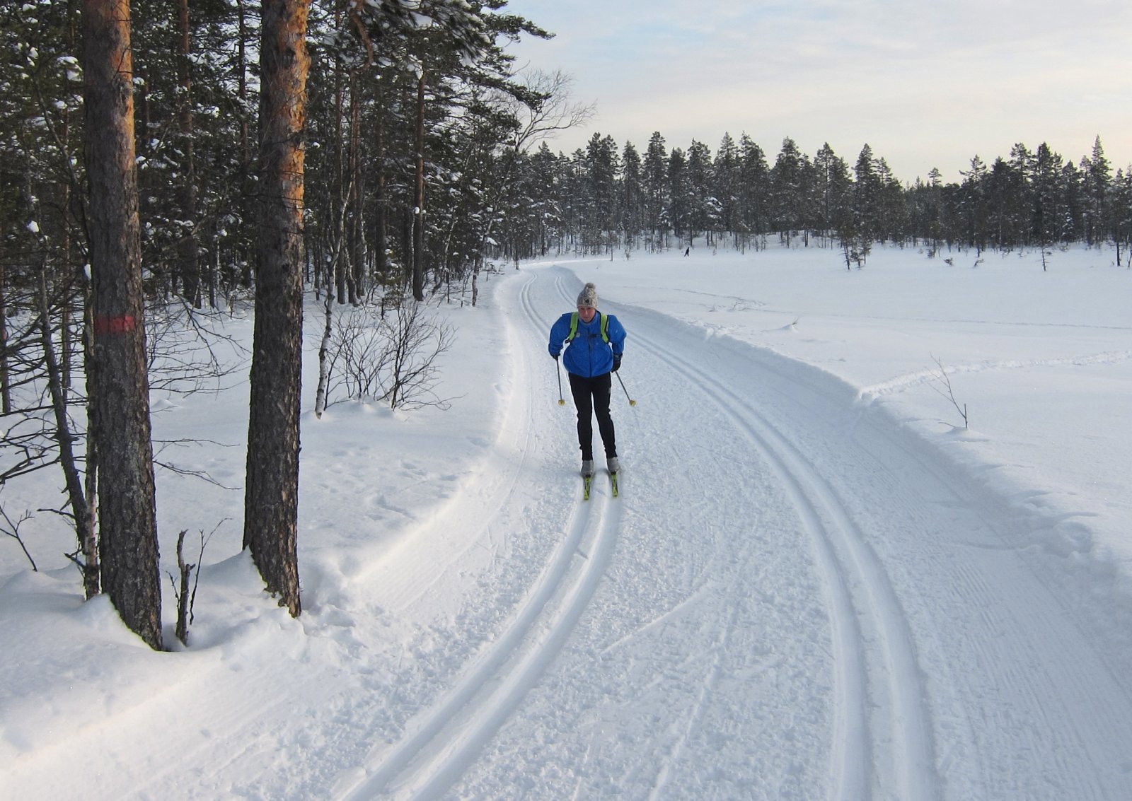 Over myrer og furumoer