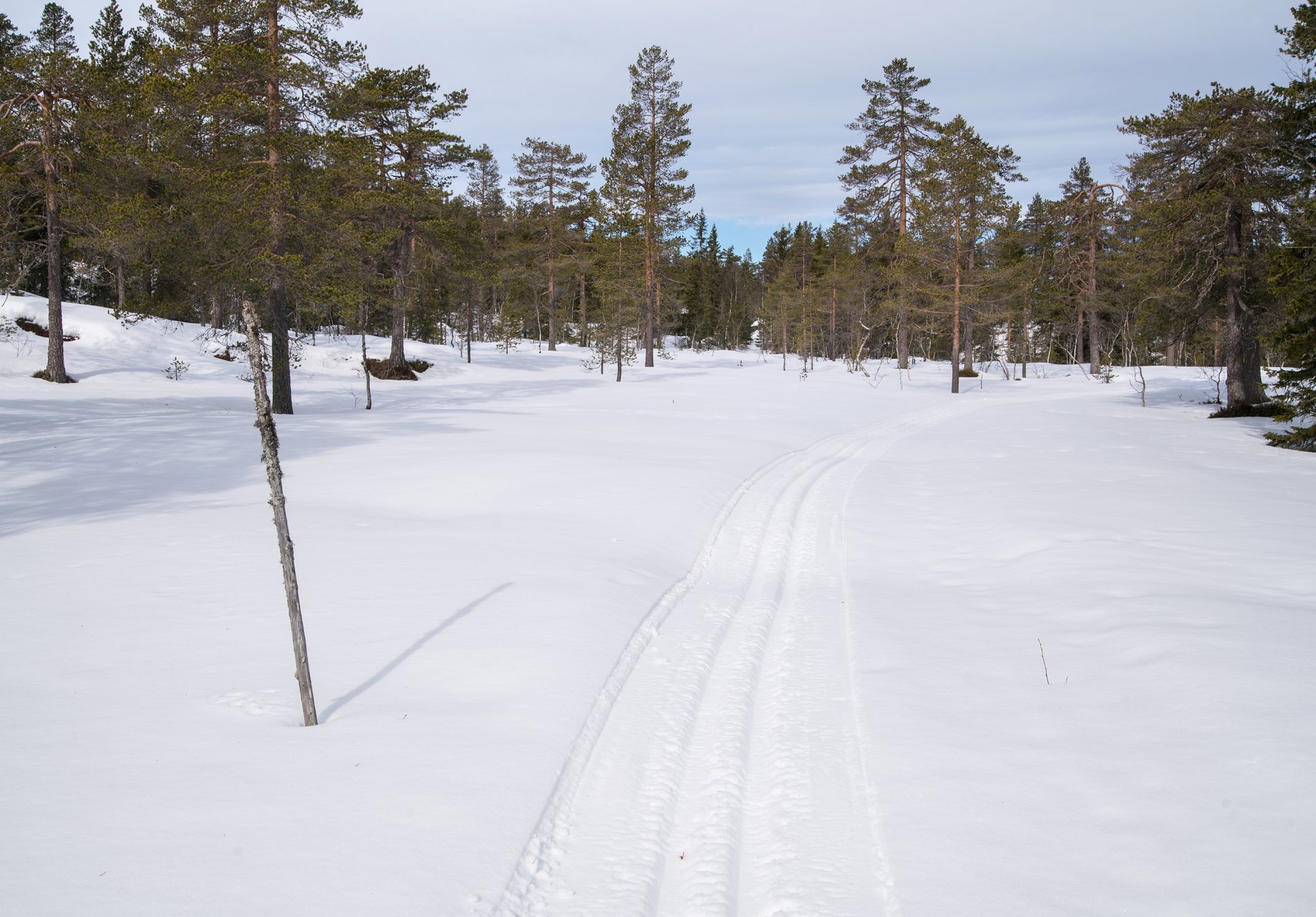 Over myrer og furumoer