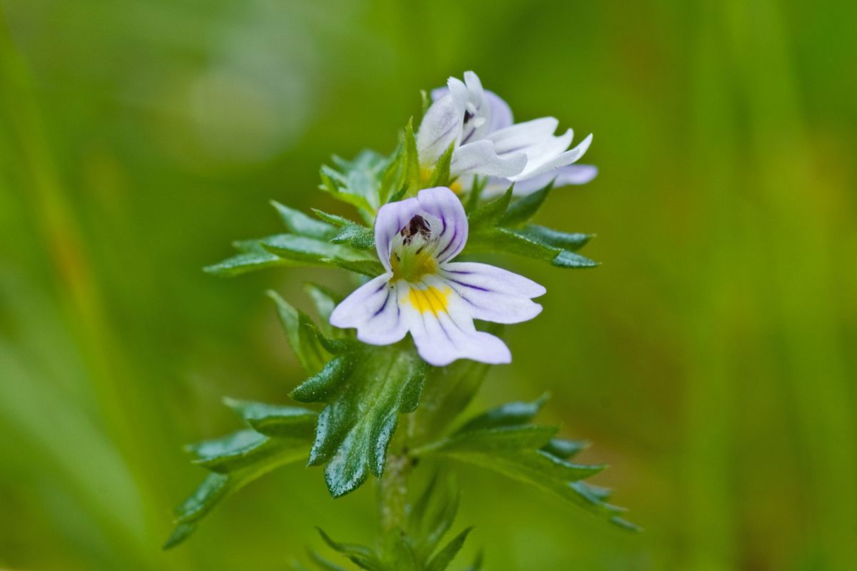 Øyentrøst ved Heggeliveien