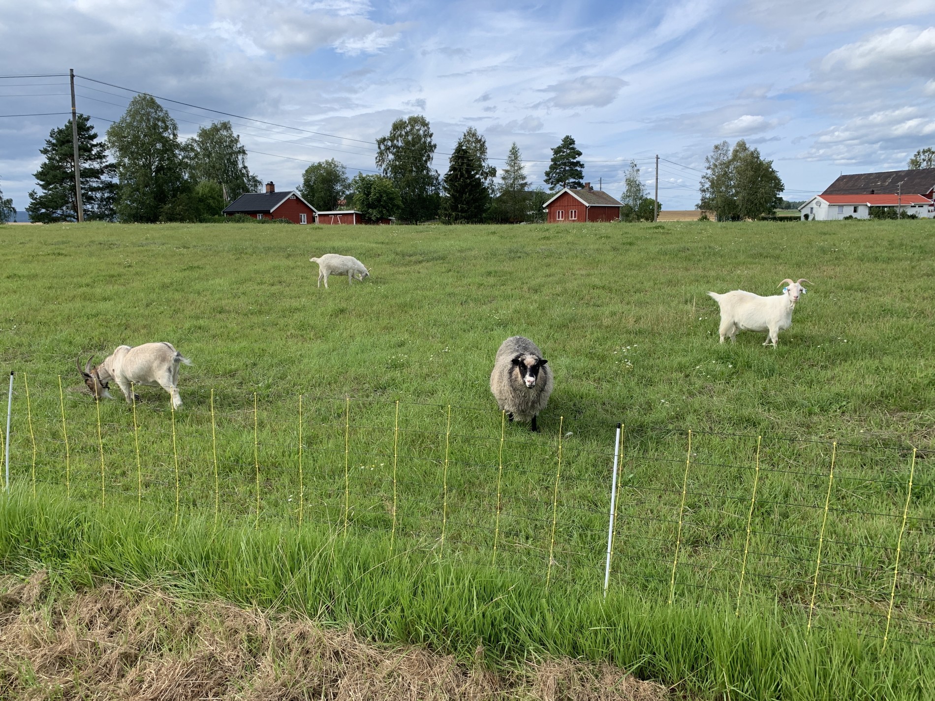 På beite ved Steinssletta