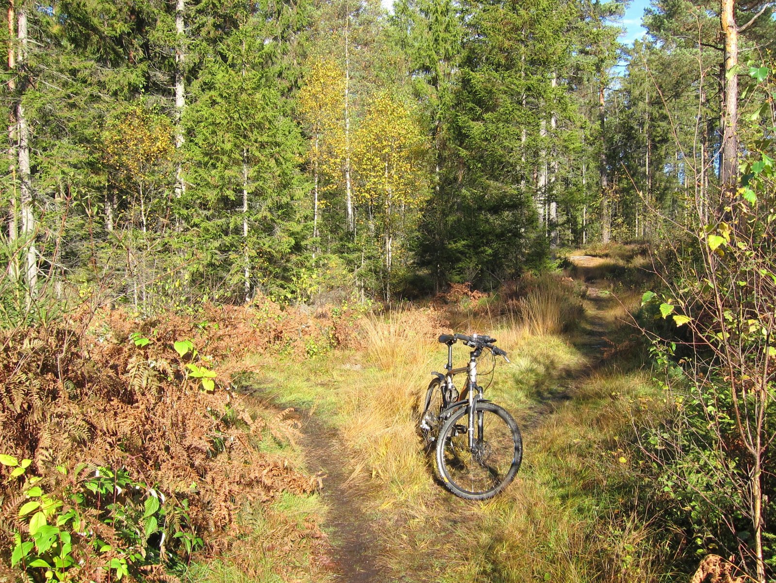 På kongevei i Mossemarka