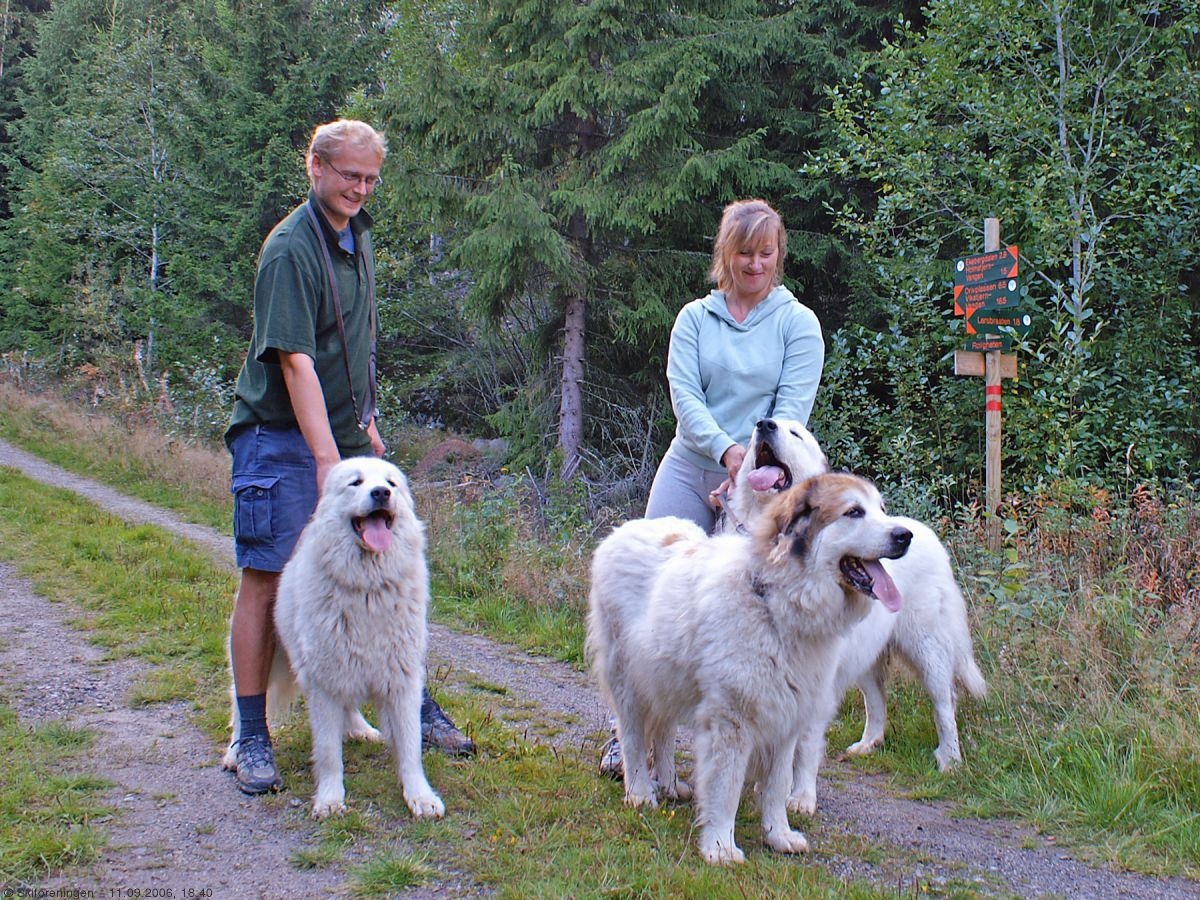 På kveldstur til Roligheten