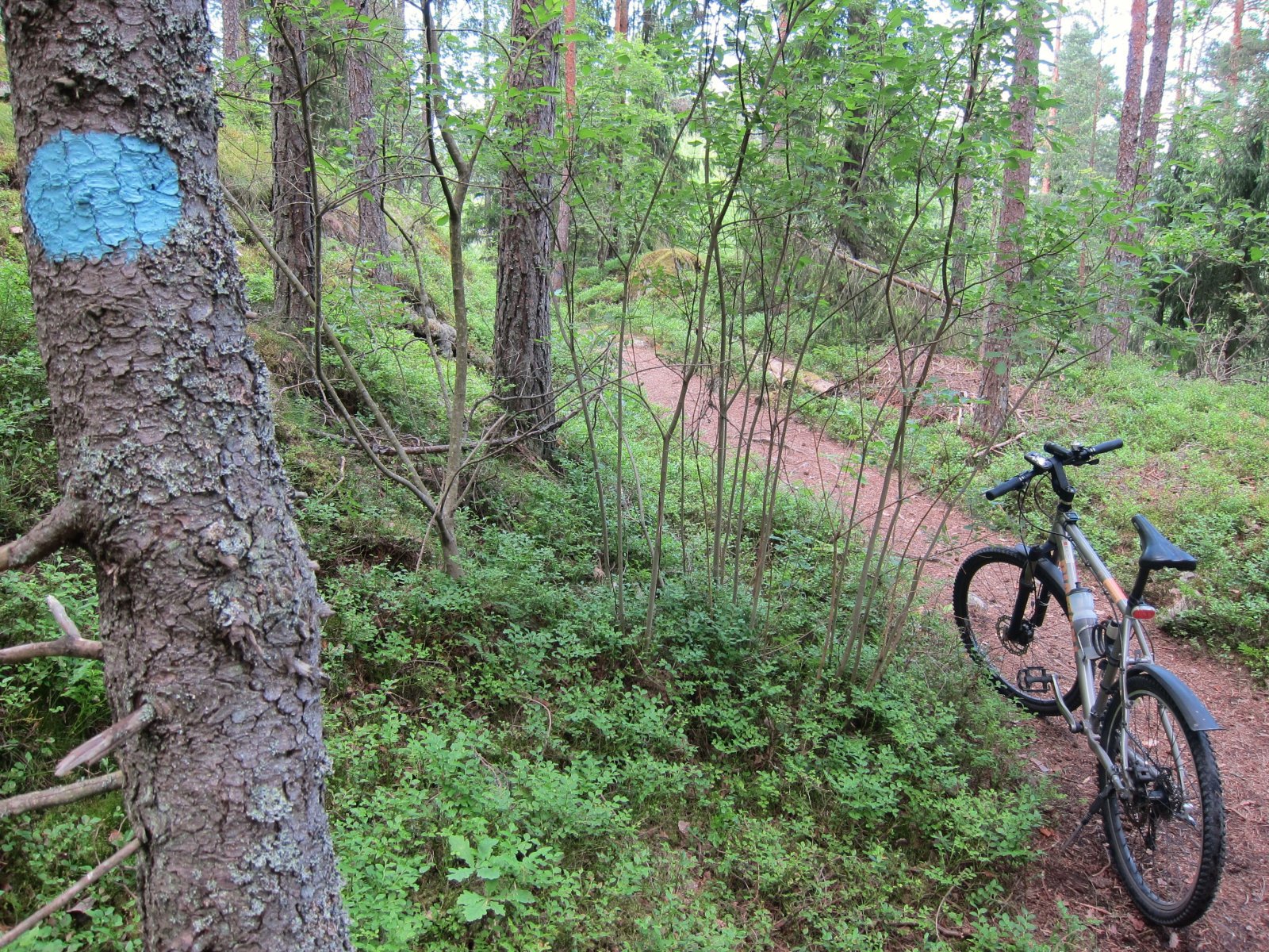 På kyststi i skogen