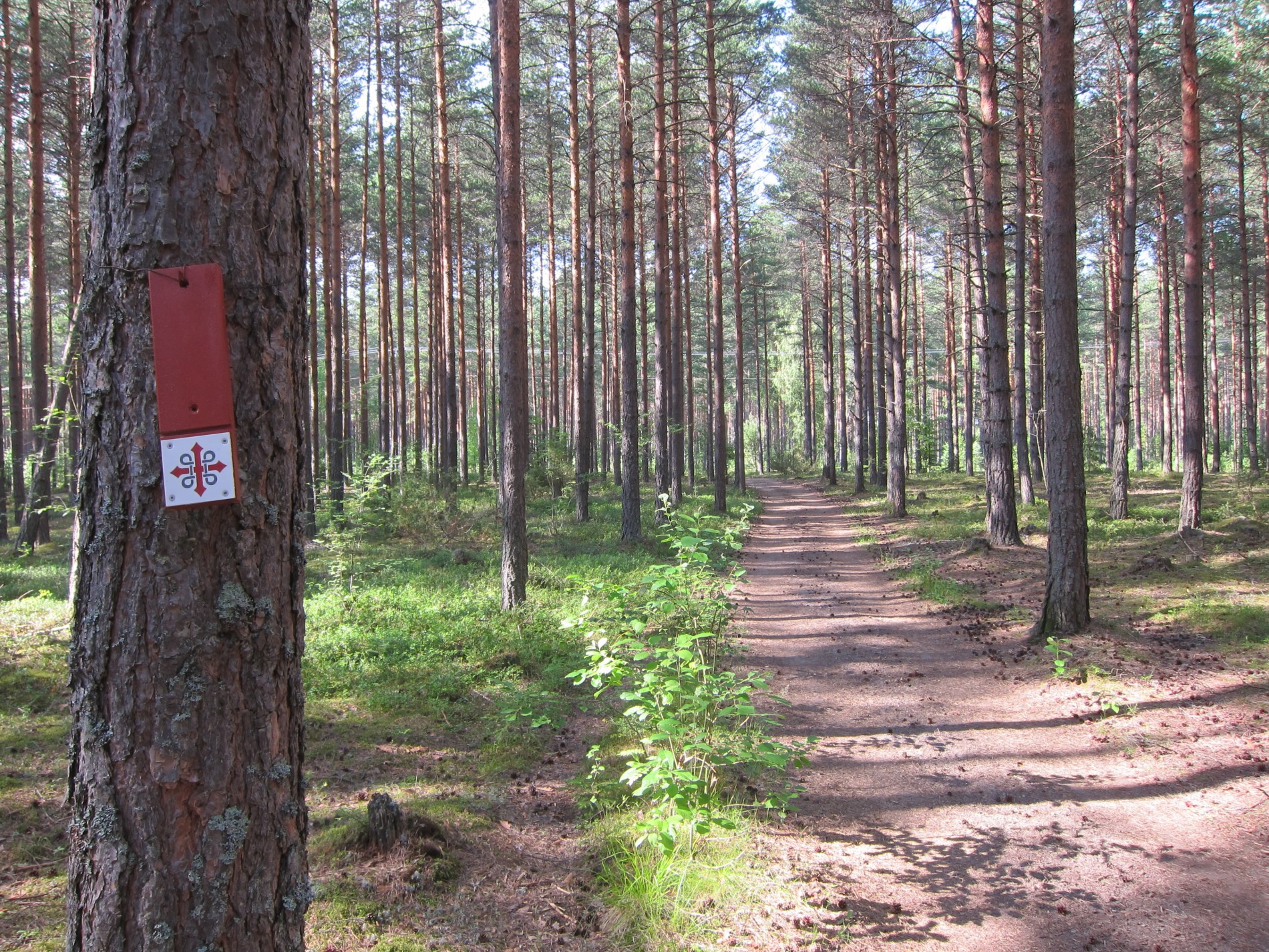 På oldtidsvei gjennom skogen
