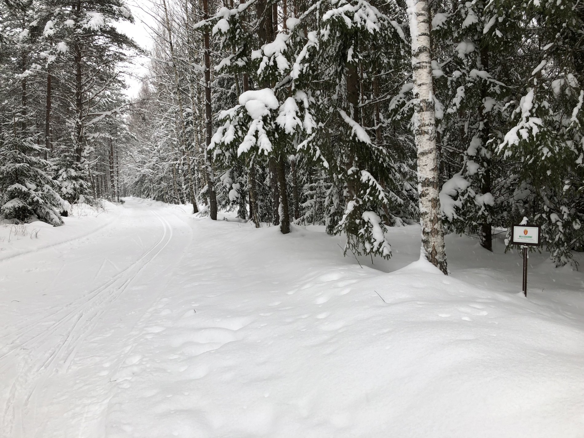 På ski i Lamyra naturreservat
