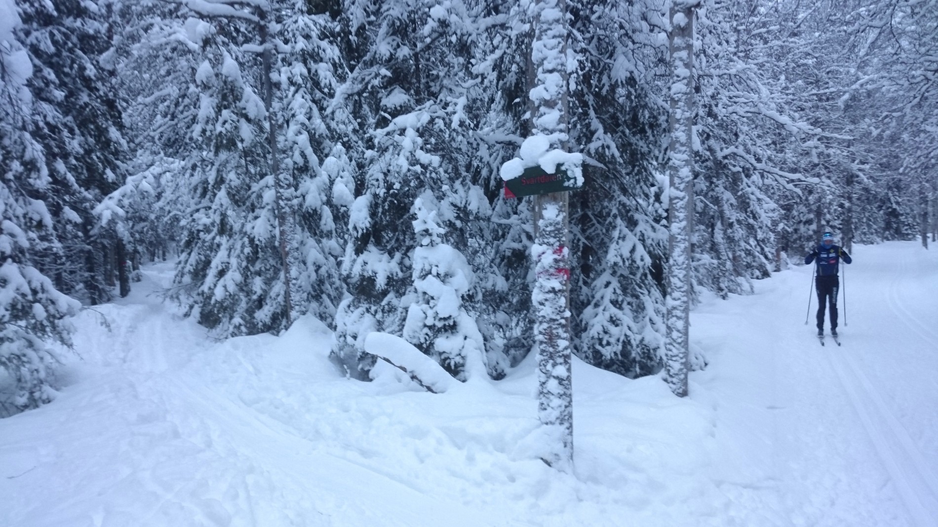 På smale spor inn i Svartdalen med ekstra mye snø i år
