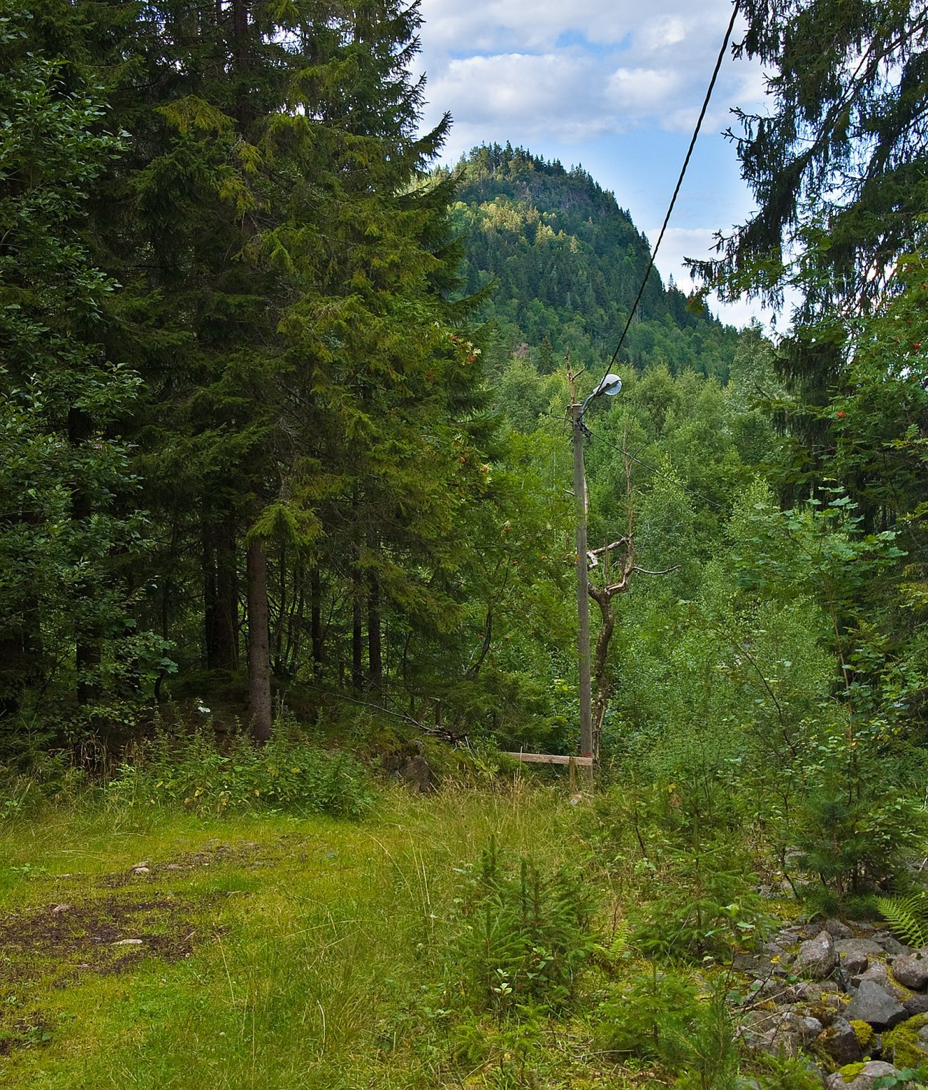 På sommerføre i lysløypetraseen