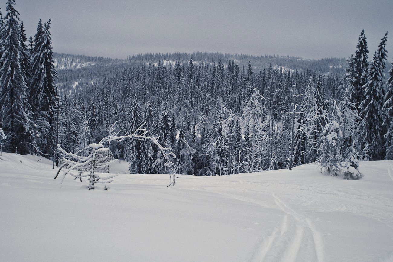 På toppen av Langvassbrenna
