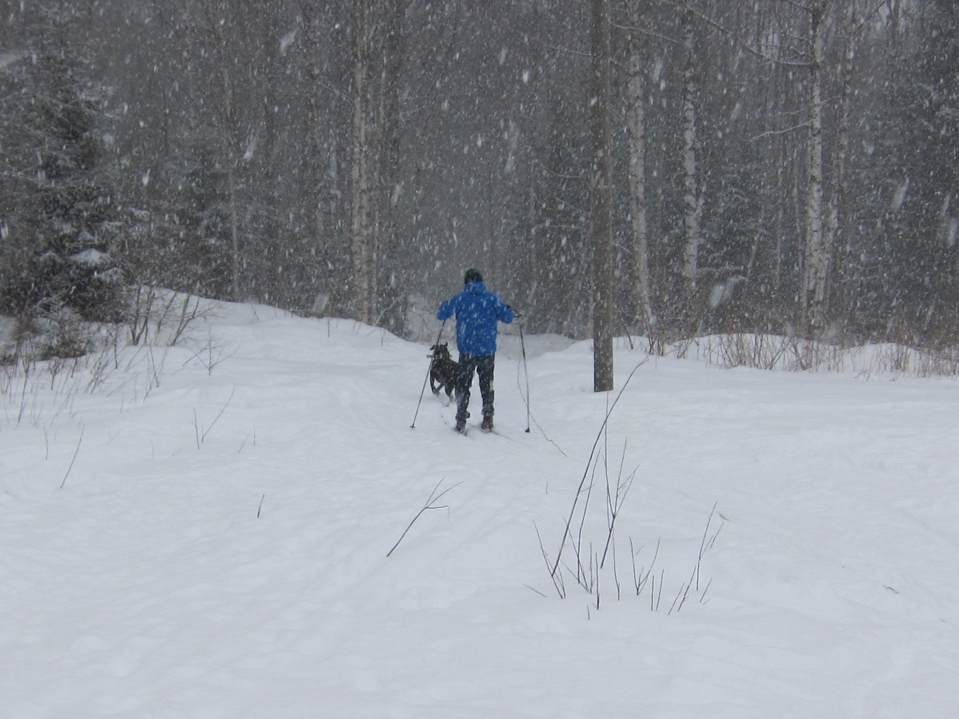 På tur i snøføyka